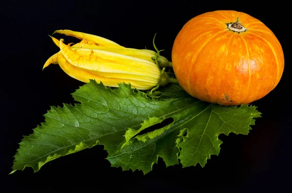 Decorative little orange pumpkin on black background. — Stock Photo, Image