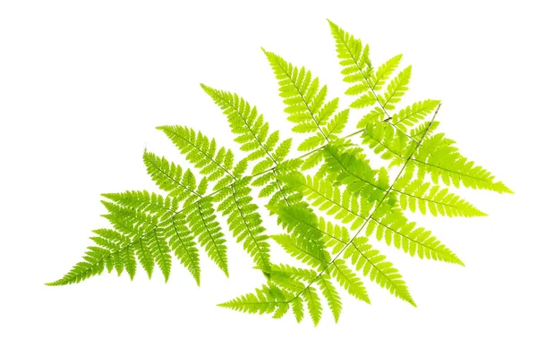 Зеленый лист папоротника на белом фоне . — стоковое фото