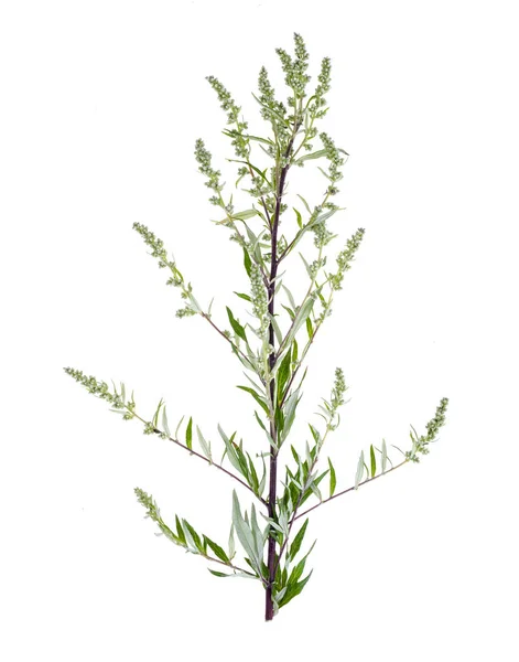 Artemisia absinthium mit isolierten Blättern auf weißem Hintergrund — Stockfoto