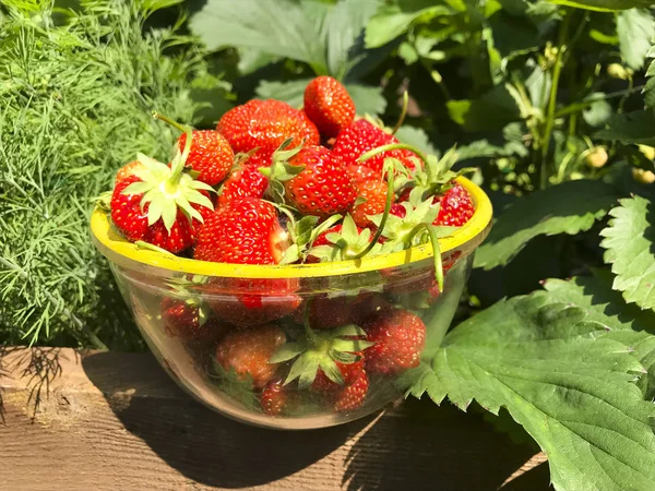 Спелые красные клубники в чаше на фоне садовой зелени — стоковое фото
