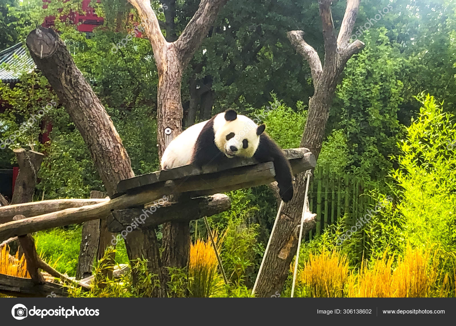 Download Bear Nature Panda Bear Royalty-Free Stock Illustration