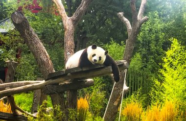 Doğada yürüyen çok güzel ve sevimli bir panda.