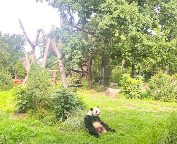 Muy hermoso y lindo oso panda caminando en la naturaleza — Foto de Stock