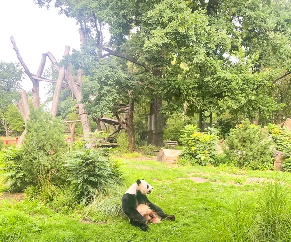 Bardzo piękne i słodkie panda niedźwiedź chodzenie w przyrodzie — Zdjęcie stockowe