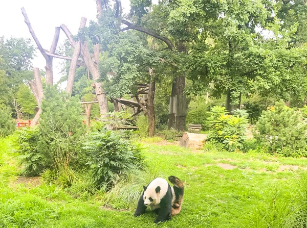 Sehr schöner und niedlicher Pandabär beim Wandern in der Natur — Stockfoto