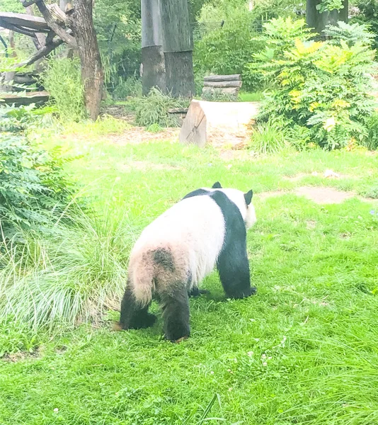 Muy hermoso y lindo oso panda caminando en la naturaleza — Foto de Stock