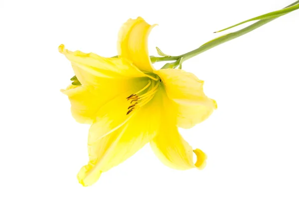 One yellow daylily flower. Studio Photo — Stock Photo, Image