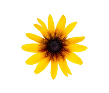 Rudbeckia yaz sarı çiçek beyaz arka plan izole