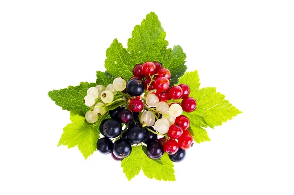 Berries of black, red and white currants on light background — Stock Photo, Image