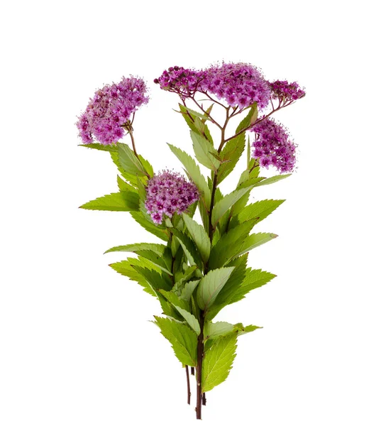 Spiraea japonica con inflorescencias rosas. Estudio foto — Foto de Stock