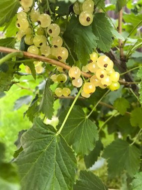 Çalılıkta beyaz frenk üzümü meyveleri. Fotoğraf