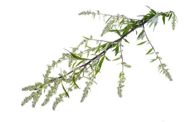 Artemisia absinthium med löv isolerade på vit bakgrund — Stockfoto