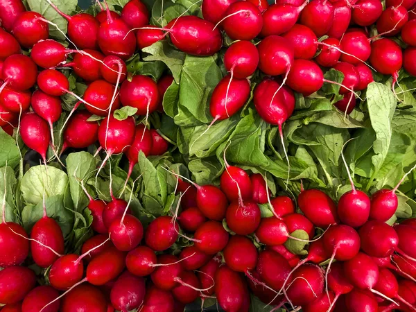 Colorido rábano rojo fresco maduro y jugoso — Foto de Stock