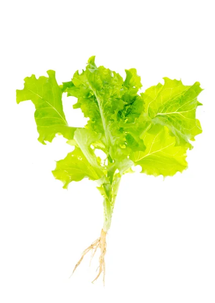 Salată verde salată cu rădăcini cu sol pe fundal alb . — Fotografie, imagine de stoc
