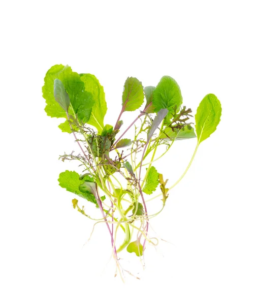 白い背景に隔離された調理サラダの葉の混合物 スタジオ写真 — ストック写真