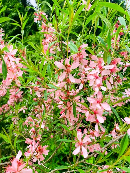Bush Van Bloeiende Roze Bloemen Van Prunus Dulcis — Stockfoto