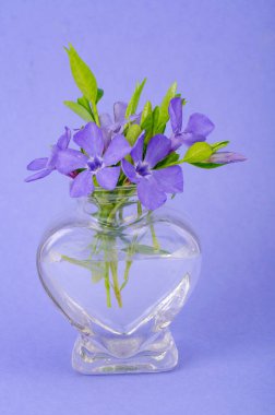 Mor çiçekli küçük cam vazo. Stüdyo Fotoğrafı