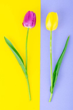 Parlak arkaplanda renkli lalelerin tomurcukları. Stüdyo Fotoğrafı