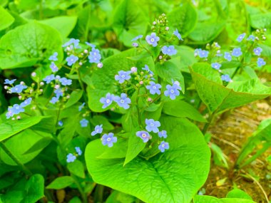 Brunner makrophylla 'sının narin mavi cilt bakımı. Stüdyo Fotoğrafı