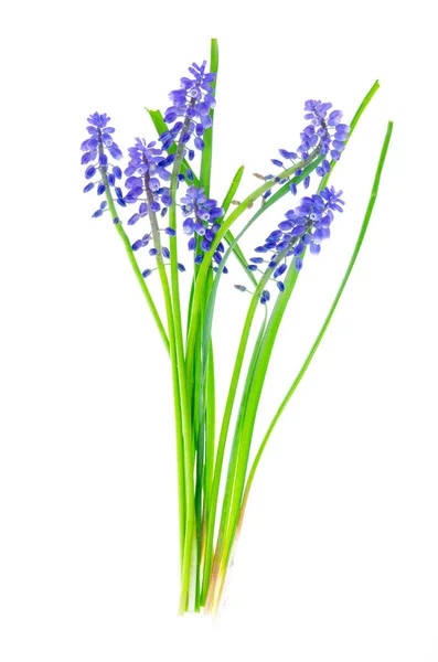 Inflorescencias Azules Bulbos Muscari Sobre Fondo Blanco Estudio Foto — Foto de Stock