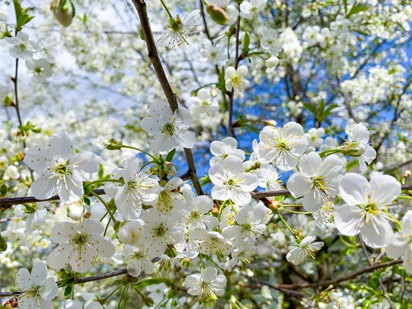 Mavi gökyüzünün arka planında çiçek açan beyaz meyve ağaçları. Stüdyo Fotoğrafı