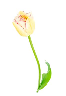 Bir pembe beyaz lale, izole edilmiş. Stüdyo Fotoğrafı