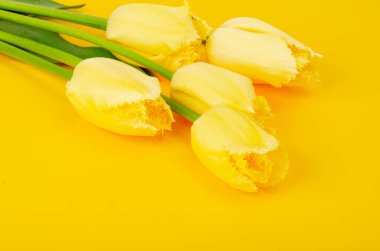 Terry kenarlı bir buket sarı lale. Stüdyo Fotoğrafı