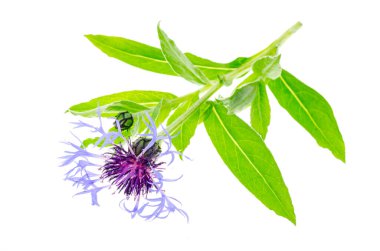 Yapraklı mavi bahçe çiçeğinin sapı. Stüdyo Fotoğrafı