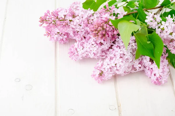 Ahşap yüzeyde çiçek açan leylak dalları. Stüdyo Fotoğrafı