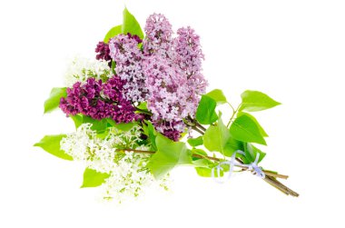 Beyaz arka planda yalıtılmış leylak kokulu dallar. Stüdyo Fotoğrafı