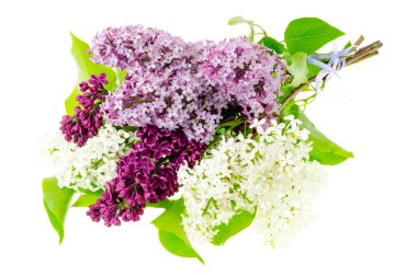 Beyaz arka planda yalıtılmış leylak kokulu dallar. Stüdyo Fotoğrafı