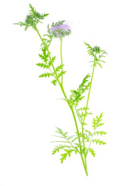 Yapraklı ve mavi çiçekli Phacelia sapı. Stüdyo Fotoğrafı