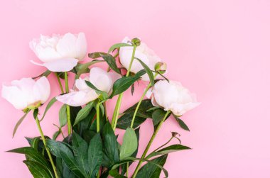 Yumuşak pastel arka planda taze pembe şakayıklar. Stüdyo Fotoğrafı