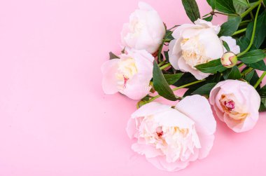 Yumuşak pastel arka planda taze pembe şakayıklar. Stüdyo Fotoğrafı