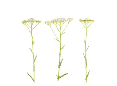 Beyaz infloresans Achillea millefolium kökü. Stüdyo Fotoğrafı