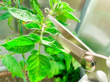 Serada domatesin budanması ve bakımı.