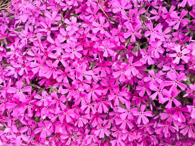 Parlak çiçek arkaplanı, doku, desen, duvar kağıdı. Stüdyo Fotoğrafı