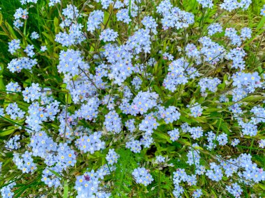 Parlak çiçek arkaplanı, doku, desen, duvar kağıdı. Stüdyo Fotoğrafı