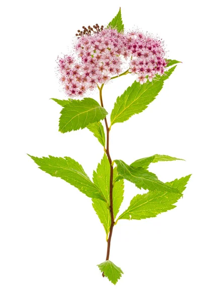 Rama Spiraea Japonica Con Inflorescencia Rosa Estudio Foto — Foto de Stock