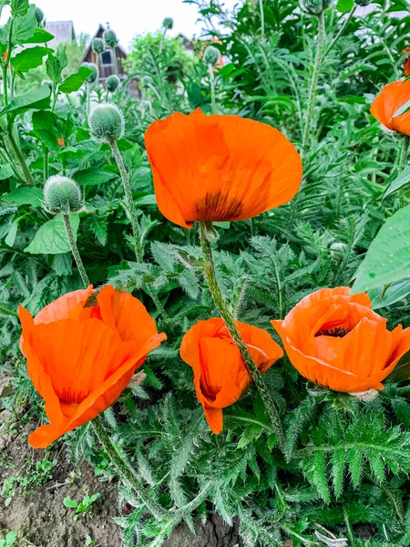 Fondo Floral Amapola Decorativa Roja Creciendo Jardín — Foto de Stock