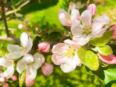 Pembe çiçeklerle çiçek açan elma dalı. Stüdyo Fotoğrafı