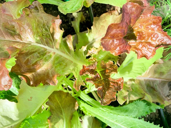 Colorful Leaves Lettuce Growing Ground Garden Studio Photo — Stock Photo, Image