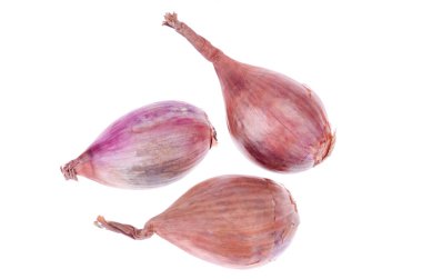 Beyaz arka planda izole edilmiş salyangozlar. Stüdyo Fotoğrafı