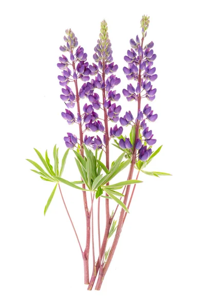 Paarse Lupine Witte Achtergrond Geïsoleerd Wit Foto Van Studio — Stockfoto