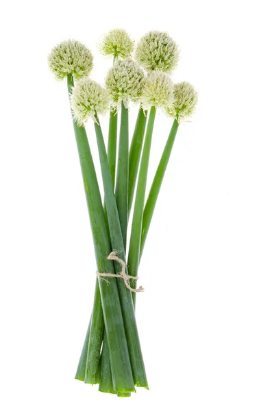 Beautiful Flowering Onion Heads Isolated White Background Studio Photo — Stock Photo, Image