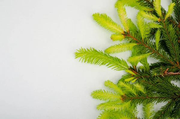 Ramo Abete Rosso Verde Con Giovani Germogli Sfondo Chiaro Cartolina — Foto Stock