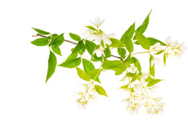 Beyaz çiçekli Philadelphia Sprigs. Stüdyo Fotoğrafı