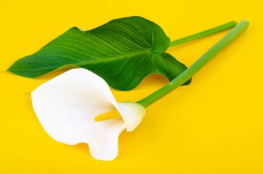 Sarı arka planda güzel beyaz bir kalla çiçeği. Stüdyo Fotoğrafı