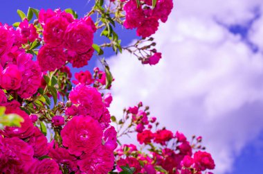 Mavi gökyüzüne karşı çalılıklarda parlak pembe güller