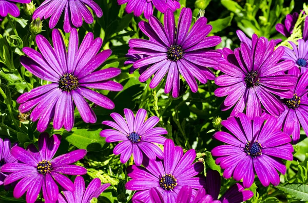 Цветочный Фон Обои Фиолетовыми Ромашками — стоковое фото